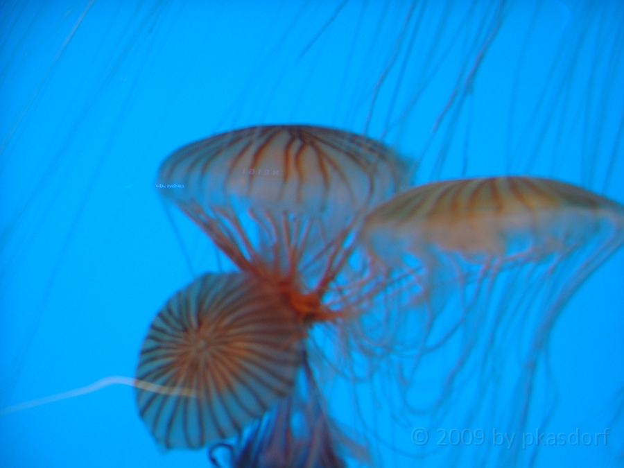 Baltimore [2009 July 02] 155.JPG - Scenes from Baltimore's Inner Harbor.